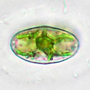 Cosmarium fontigenum
